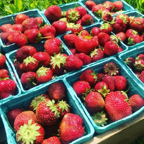 Freshly picked strawberries in blue containers, arranged on a grassy surface.