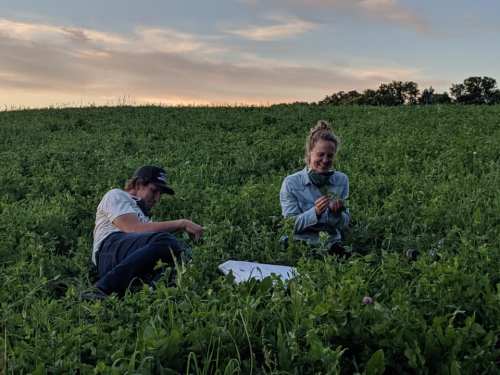 Two people sitting in a green field, examining plants under a colorful sky at sunset.