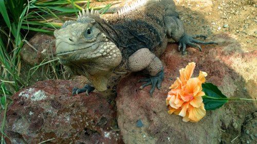 A large iguana perched on rocks beside a vibrant orange hibiscus flower.