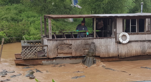 A man stands on a wooden boat near a river, with crocodiles visible in the muddy water surrounding the vessel.