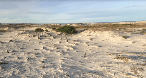 A sandy landscape with sparse vegetation and distant dunes under a clear sky.
