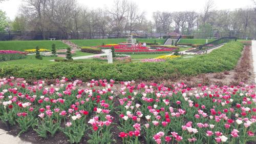 A vibrant garden filled with colorful tulips, featuring a fountain and neatly arranged flower beds in the background.