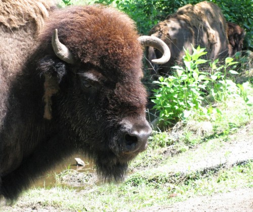 A close-up of a bison with a thick brown coat and curved horns, surrounded by greenery.
