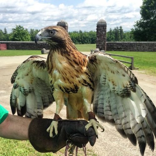 A hawk with outstretched wings perched on a gloved hand, set against a green landscape and cloudy sky.