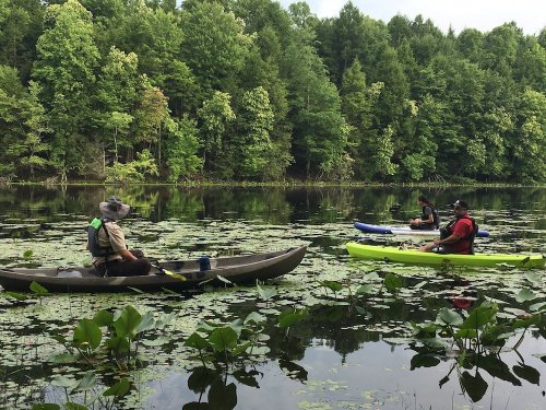 Three kayakers paddle on a calm lake surrounded by lush green trees and lily pads.