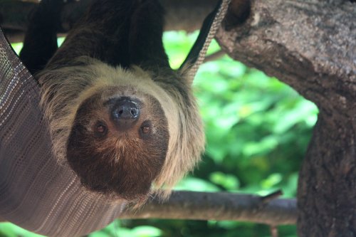 A sloth hanging upside down in a hammock, surrounded by lush green foliage.