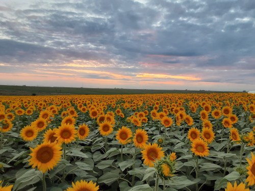 A vibrant field of sunflowers under a cloudy sky at sunset, with bright yellow blooms stretching across the landscape.