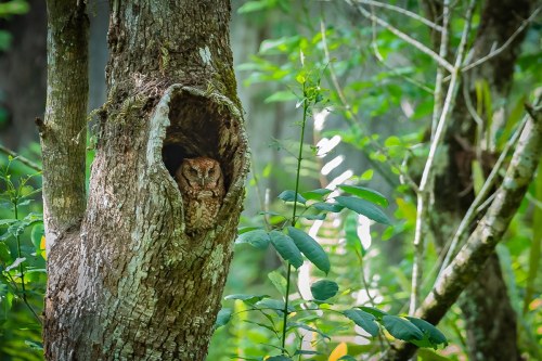An owl peeks out from a hollow tree trunk, surrounded by lush green foliage in a serene forest setting.