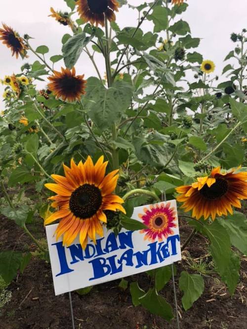 A field of sunflowers with a sign reading "Indian Blanket" in front of vibrant yellow and orange blooms.