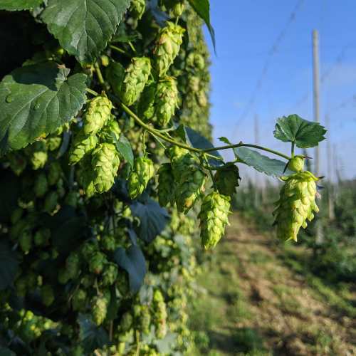 Close-up of green hop cones growing on a vine, with a field of hops in the background under clear blue skies.