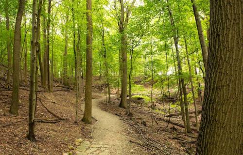 A winding path through a lush green forest with tall trees and scattered branches on the ground.