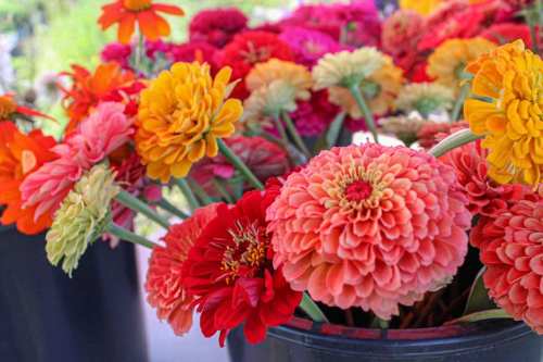 A vibrant bouquet of colorful zinnias in shades of red, orange, and yellow, arranged in a black container.
