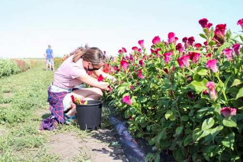 A woman kneels in a flower field, picking blooms and placing them in a bucket, with another person in the background.