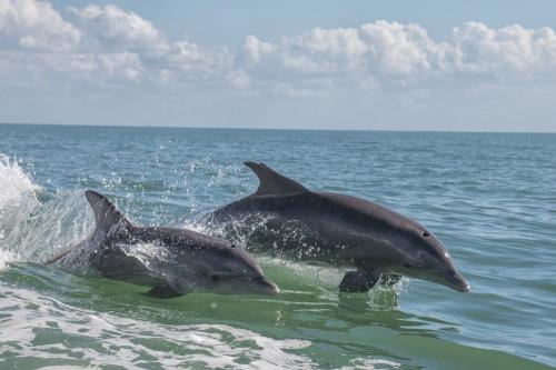 Two dolphins leap out of the water, creating splashes against a backdrop of blue sky and calm sea.