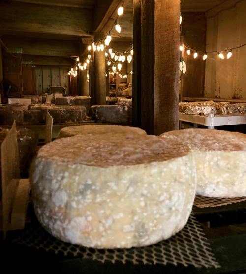 A rustic cheese cellar with round cheese wheels and warm string lights illuminating the space.