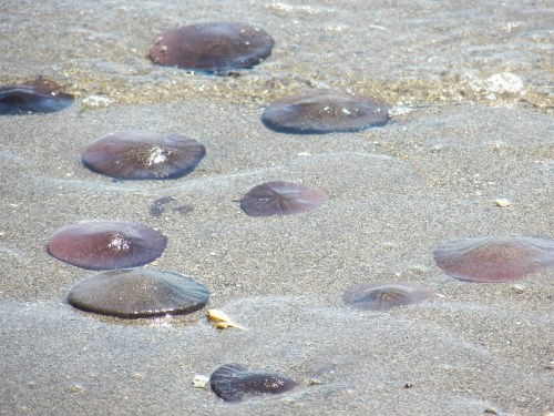 Several jellyfish resting on a sandy beach, partially submerged in shallow water.