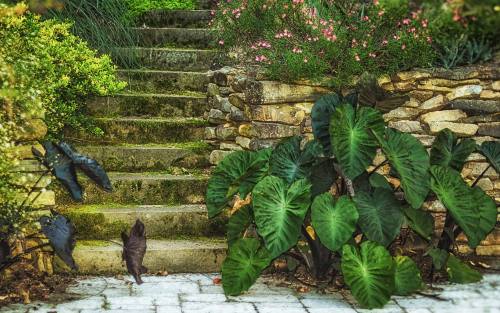 Stone steps surrounded by lush greenery and colorful flowers, leading up through a serene garden setting.