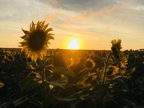 A field of sunflowers silhouetted against a vibrant sunset sky.