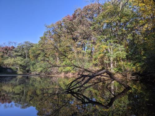 A serene lake surrounded by colorful trees, with a branch reflecting on the calm water under a clear blue sky.