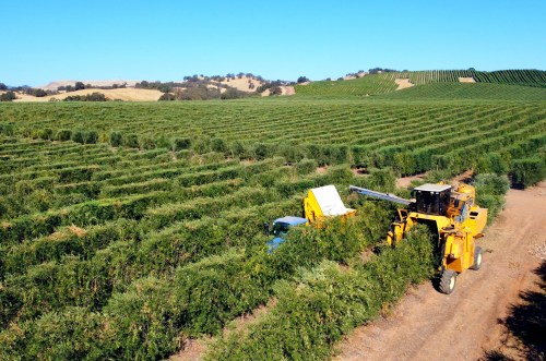 A yellow harvesting machine collects crops in a lush green field, surrounded by rolling hills and vineyards.