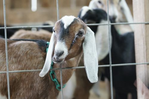 A close-up of a young goat with brown fur and long ears, standing behind a wire fence with other goats in the background.
