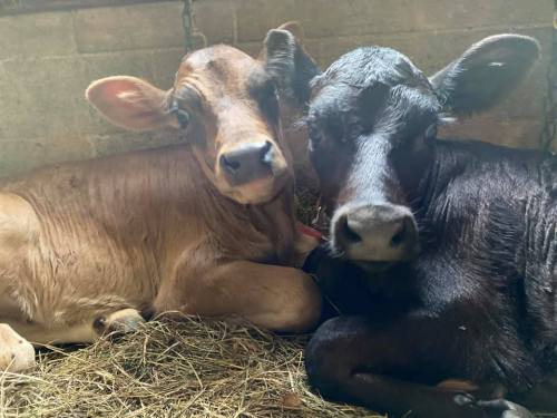 Two calves, one light brown and one black, resting together in a barn on a bed of hay.