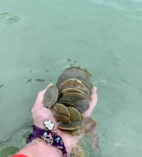 A hand holding several round, flat shells in shallow water, with a colorful bracelet on the wrist.