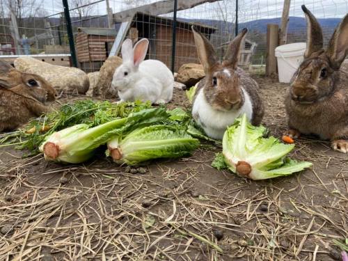 Four rabbits sitting on the ground, enjoying fresh lettuce and carrots in a farm setting.