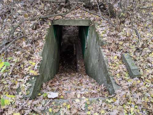 A concrete staircase leads down into a dark, leaf-covered entrance surrounded by autumn foliage.