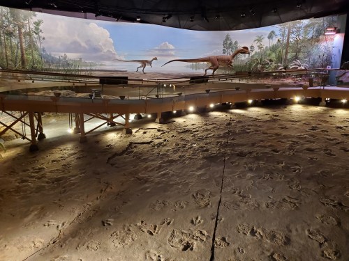 Dinosaur footprints on a rocky floor with a mural of prehistoric landscapes and dinosaurs in the background.