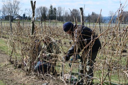 Two people working among bare grapevines in a vineyard on a sunny day, with trees and a house in the background.