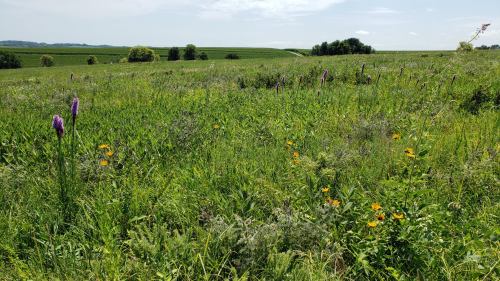 A lush green field with wildflowers under a clear blue sky, surrounded by rolling hills in the background.