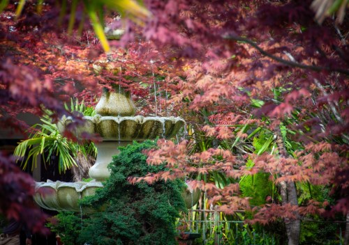 A stone fountain surrounded by vibrant red and green foliage in a serene garden setting.