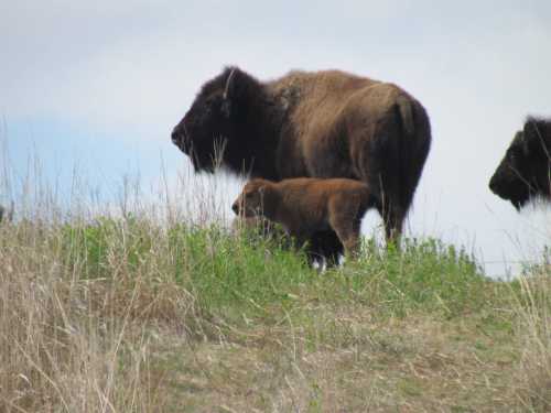 A bison and its calf stand on a grassy hill against a cloudy sky.