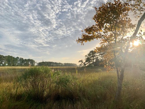 A serene landscape featuring tall grasses, a tree with autumn leaves, and a cloudy sky illuminated by the sun.