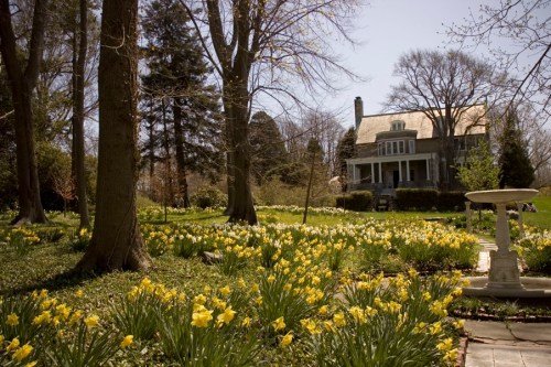 A charming house surrounded by a vibrant garden filled with blooming yellow daffodils on a sunny day.
