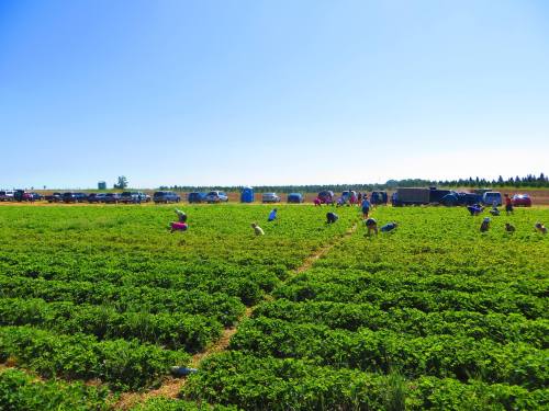 Workers harvest crops in a sunny field, surrounded by green plants and distant vehicles under a clear blue sky.