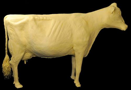 A life-sized sculpture of a cow made from butter, displayed against a black background.
