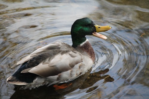 A mallard duck with a green head swims in rippling water, its beak open as if quacking.