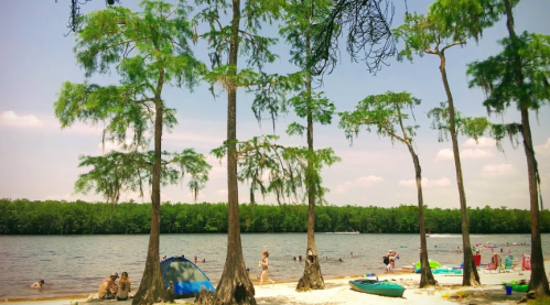 A sandy beach with cypress trees, people swimming, and tents by a calm lake under a clear blue sky.