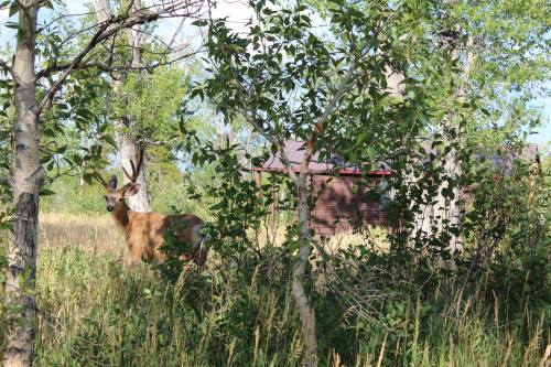 A deer stands among trees and tall grass near a rustic cabin in a sunny, green landscape.