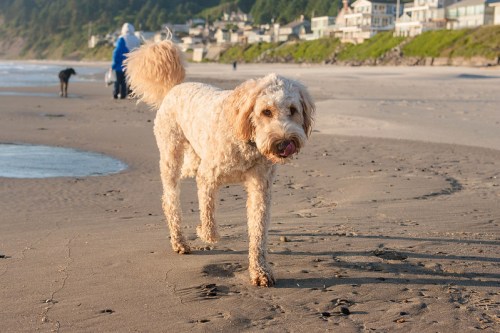 A fluffy dog walks along a sandy beach, with people and houses in the background.