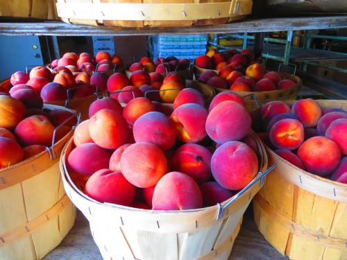 Baskets filled with ripe, colorful peaches stacked on shelves in a market.