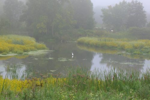 A serene misty landscape featuring a pond surrounded by yellow flowers and tall grasses, with a solitary bird standing in the water.