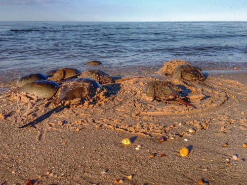 A group of horseshoe crabs on a sandy beach near the water, with gentle waves in the background.