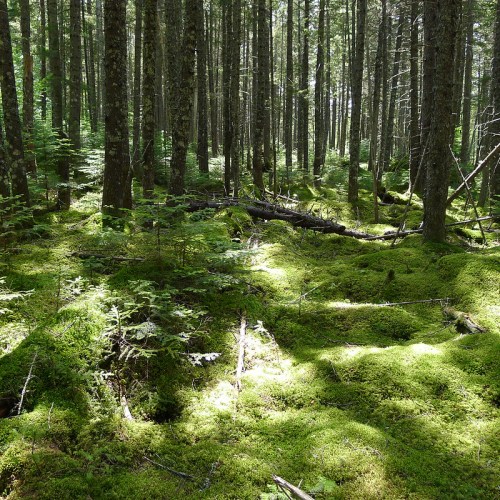 A serene forest scene with tall trees and a lush, green moss-covered ground, dappled sunlight filtering through the leaves.