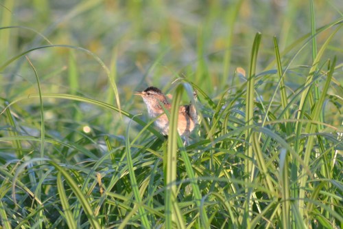 A small bird perched among tall green grass, partially hidden in a natural setting.