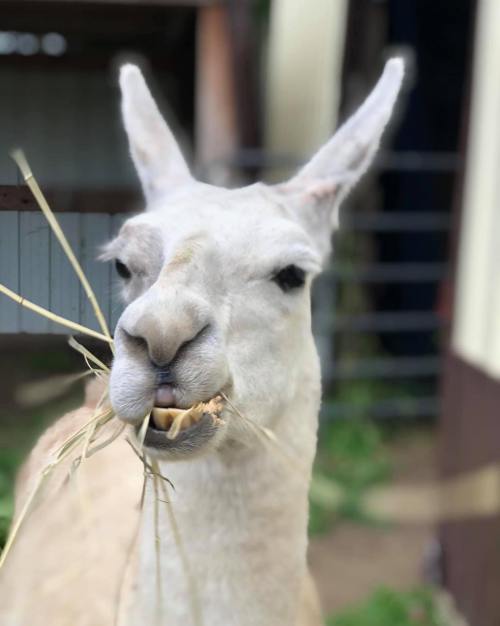 A close-up of a llama with a mouthful of hay, standing in a barn setting.