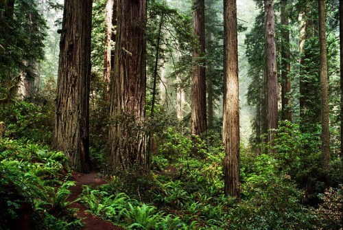 A serene forest scene featuring tall redwood trees, lush greenery, and a winding path through the underbrush.