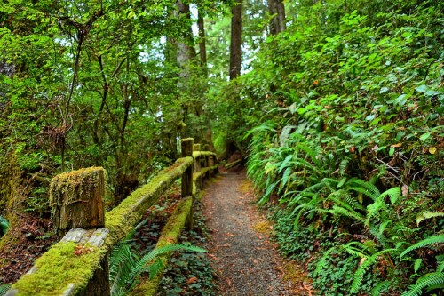 A serene forest path lined with moss-covered wooden railings and lush green ferns on either side.